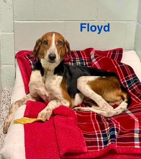 Floyd thumbnail 5