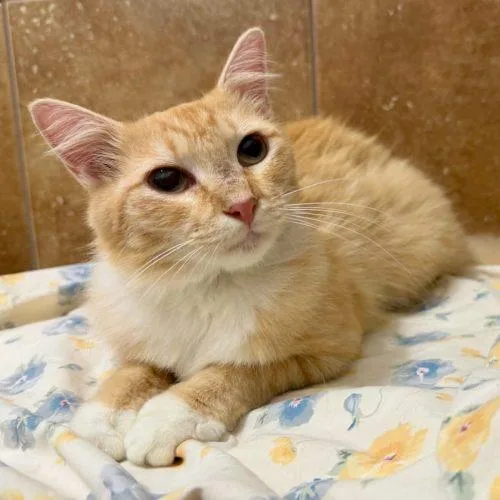 A young small-sized female Domestic Short Hair cat named Mellow Yellow for adoption in Knoxville, TN
