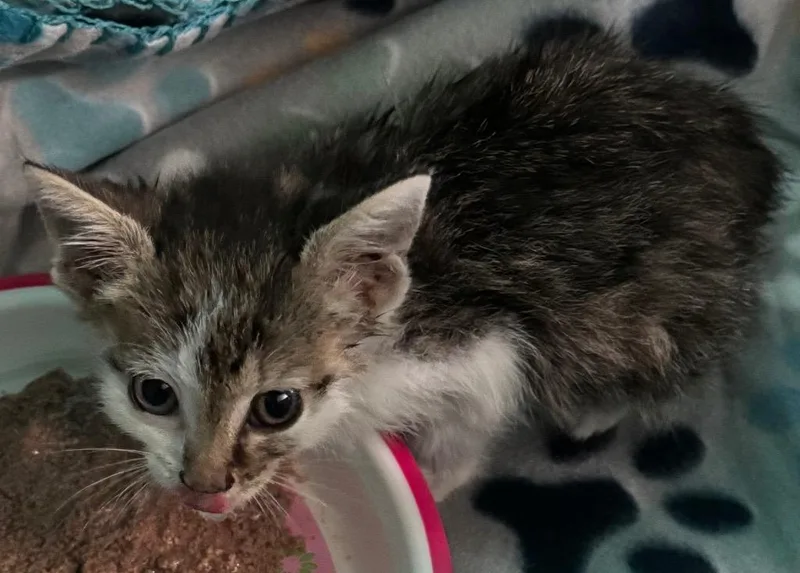 A baby small-sized female Domestic Short Hair cat named Fergie for adoption in Sidney, OH