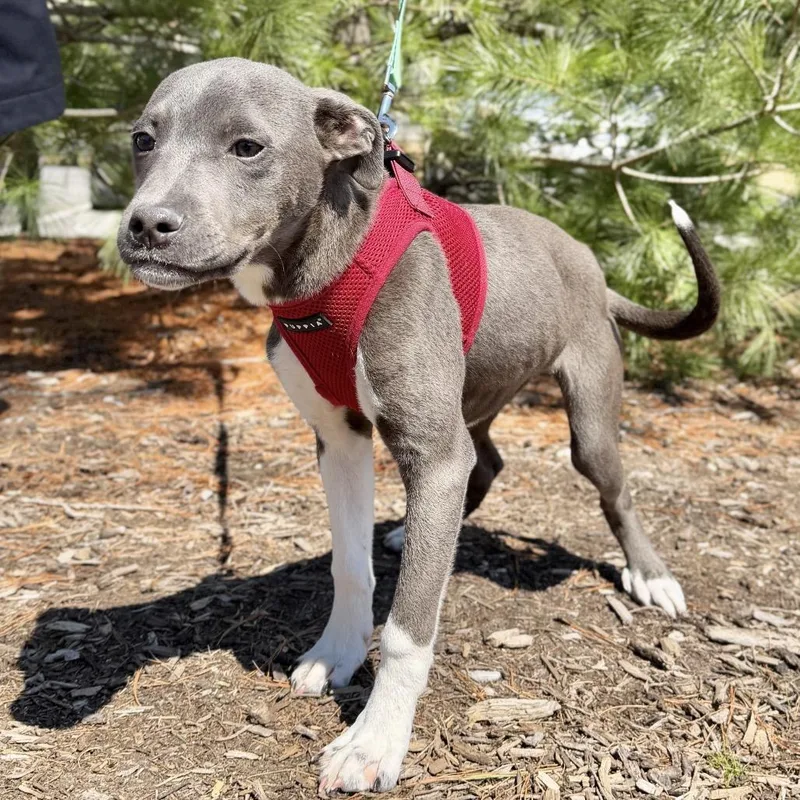 A baby medium-sized male Gray / Blue / Silver Pit Bull Terrier dog named Bubba for adoption in East Hampton, NY