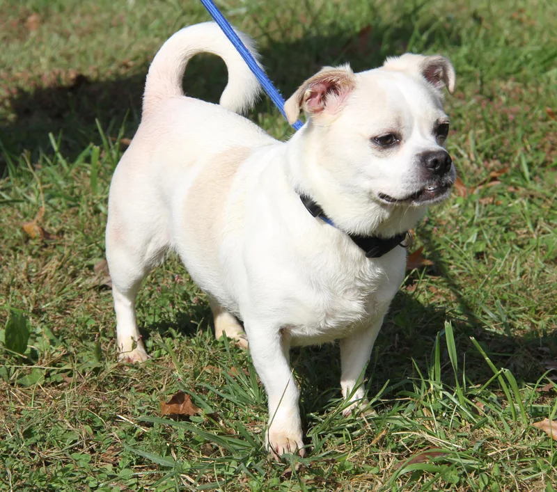 An adult small-sized male Chihuahua dog named Loki & Freya for adoption in Marietta, OH