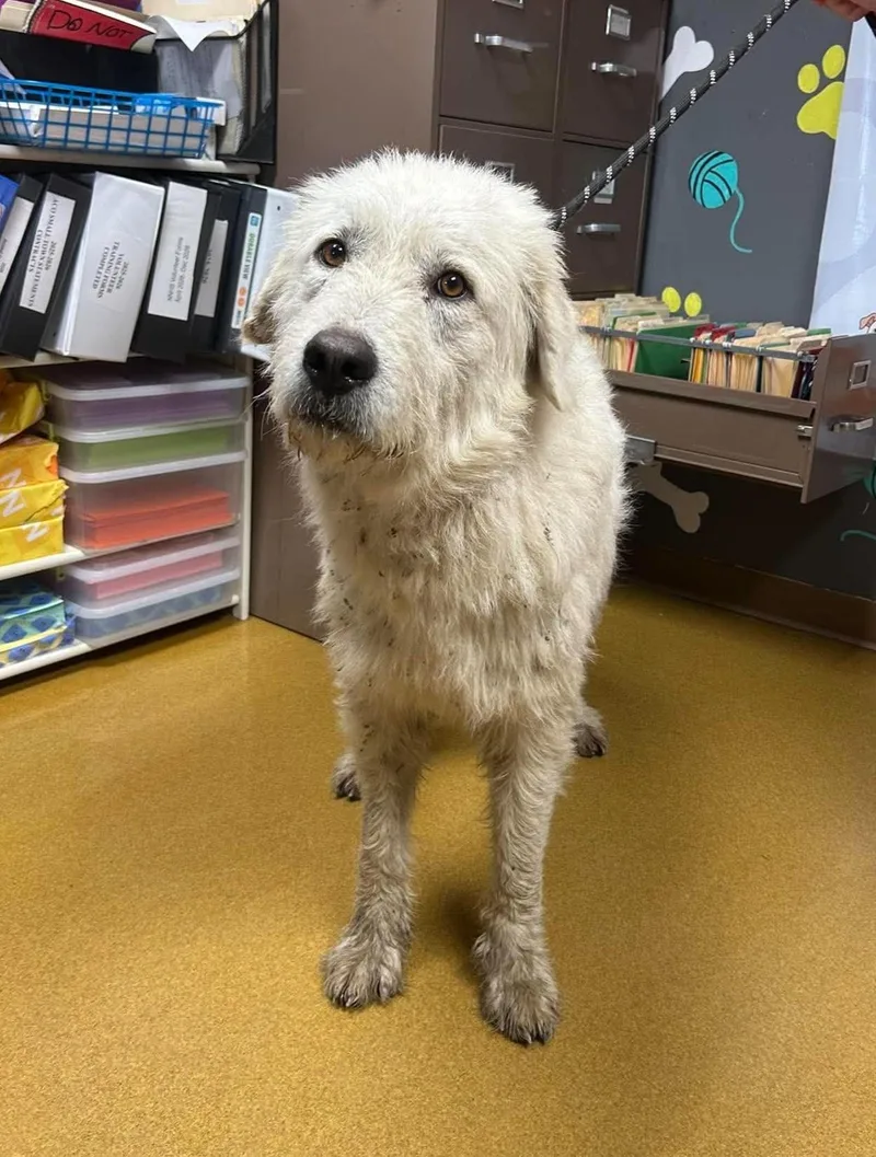 An adult large-sized male White / Cream Great Pyrenees dog named Harold for adoption in Maryville, MO