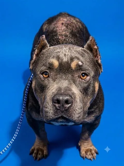 An adult medium-sized female Mixed Breed dog named Sashay for adoption in Jacksonville, FL