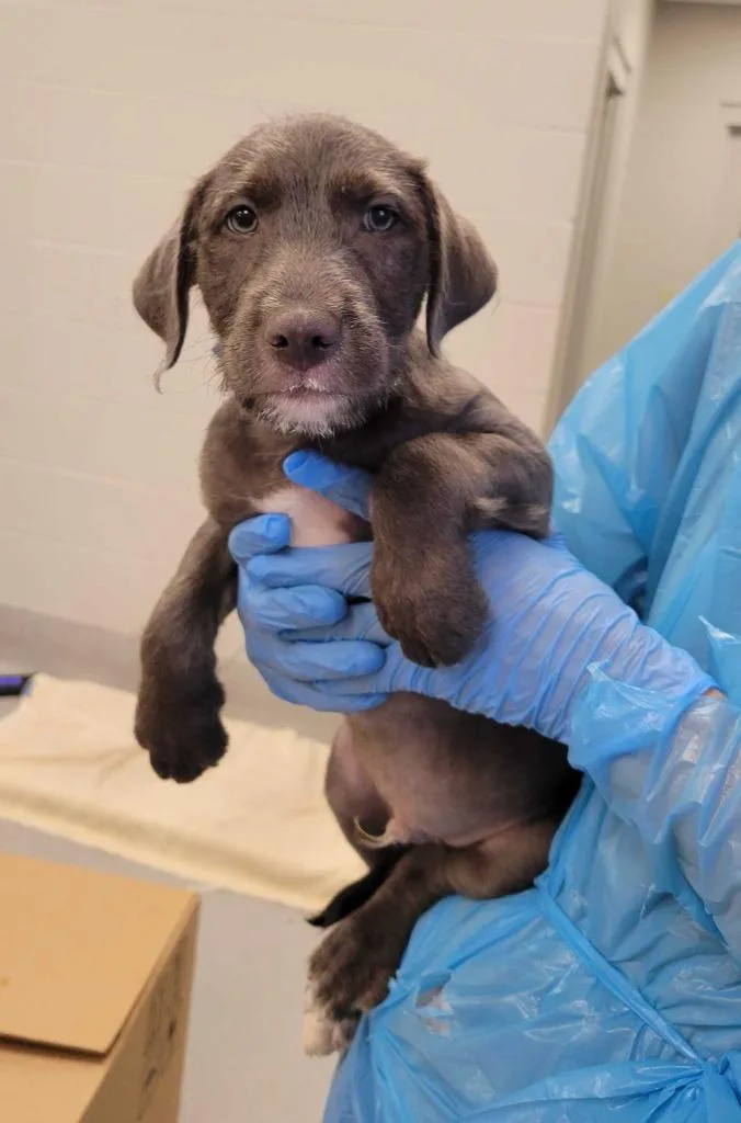 A baby medium-sized male Mixed Breed dog named Trapezoid for adoption in Chillicothe, OH