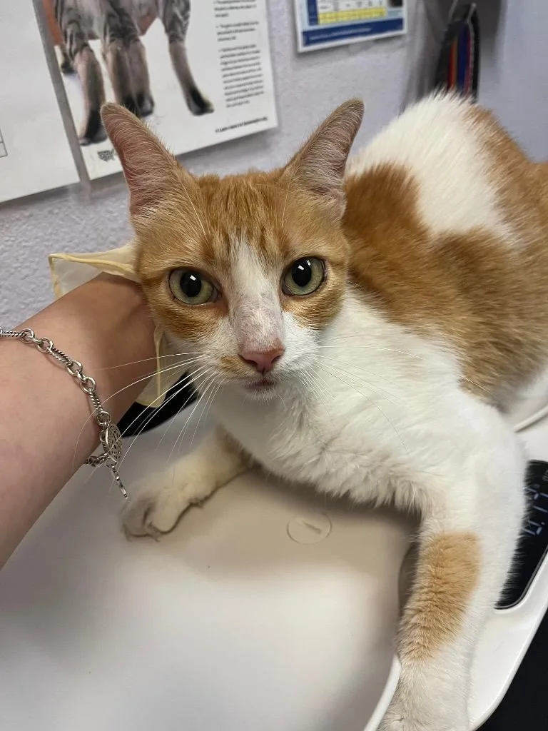 A young large-sized female Domestic Short Hair cat named Soup for adoption in New Braunfels, TX