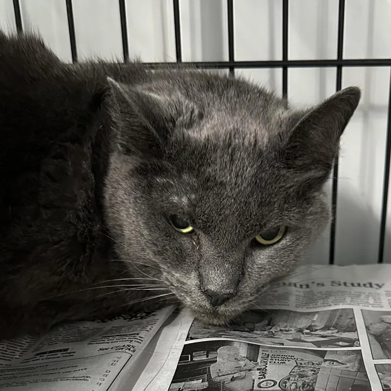 A senior small-sized female Gray / Blue / Silver Domestic Short Hair cat named Luna for adoption in Corbin, KY