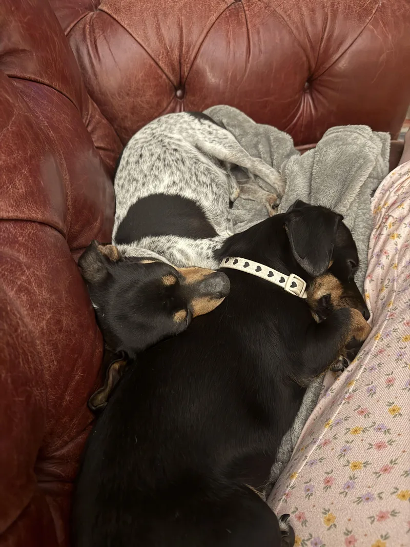 Theodore thumbnail 2