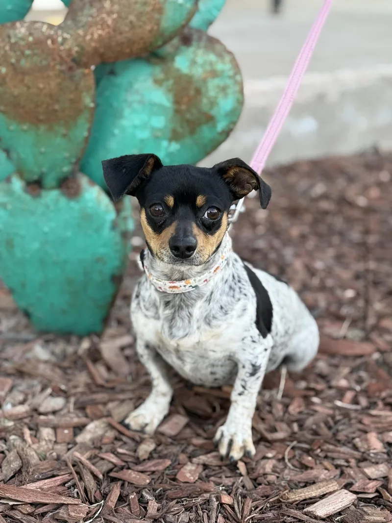 Theodore thumbnail 3