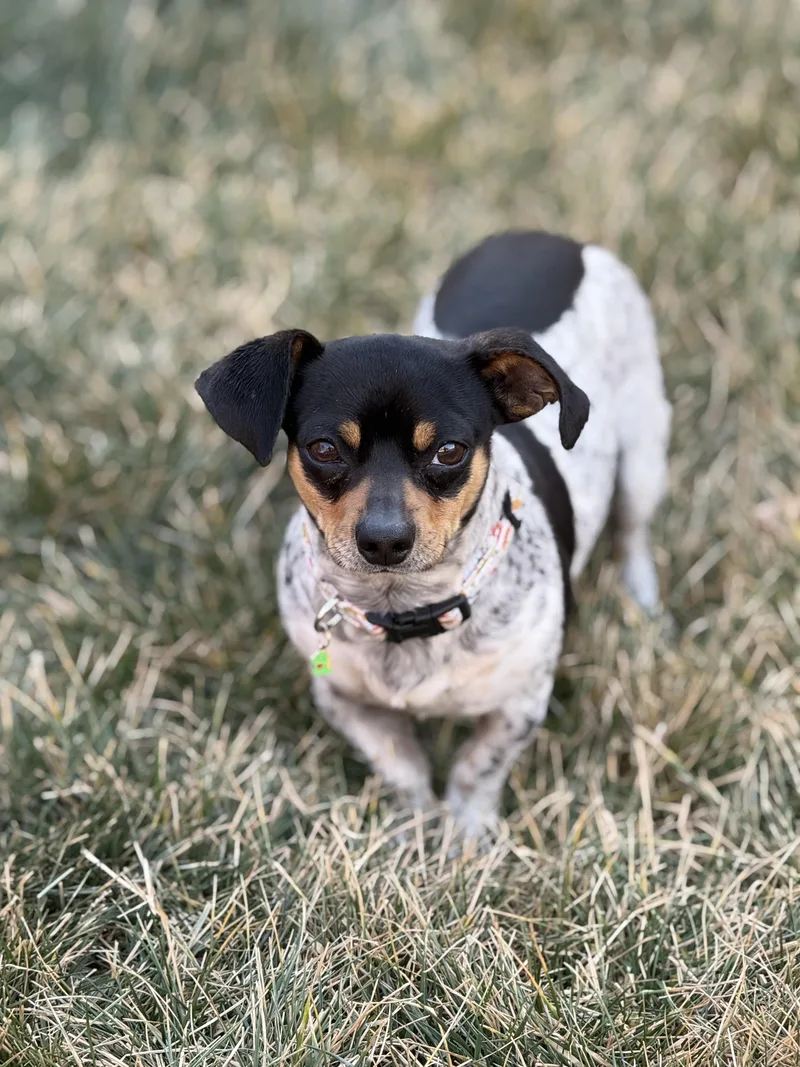 Theodore thumbnail 4