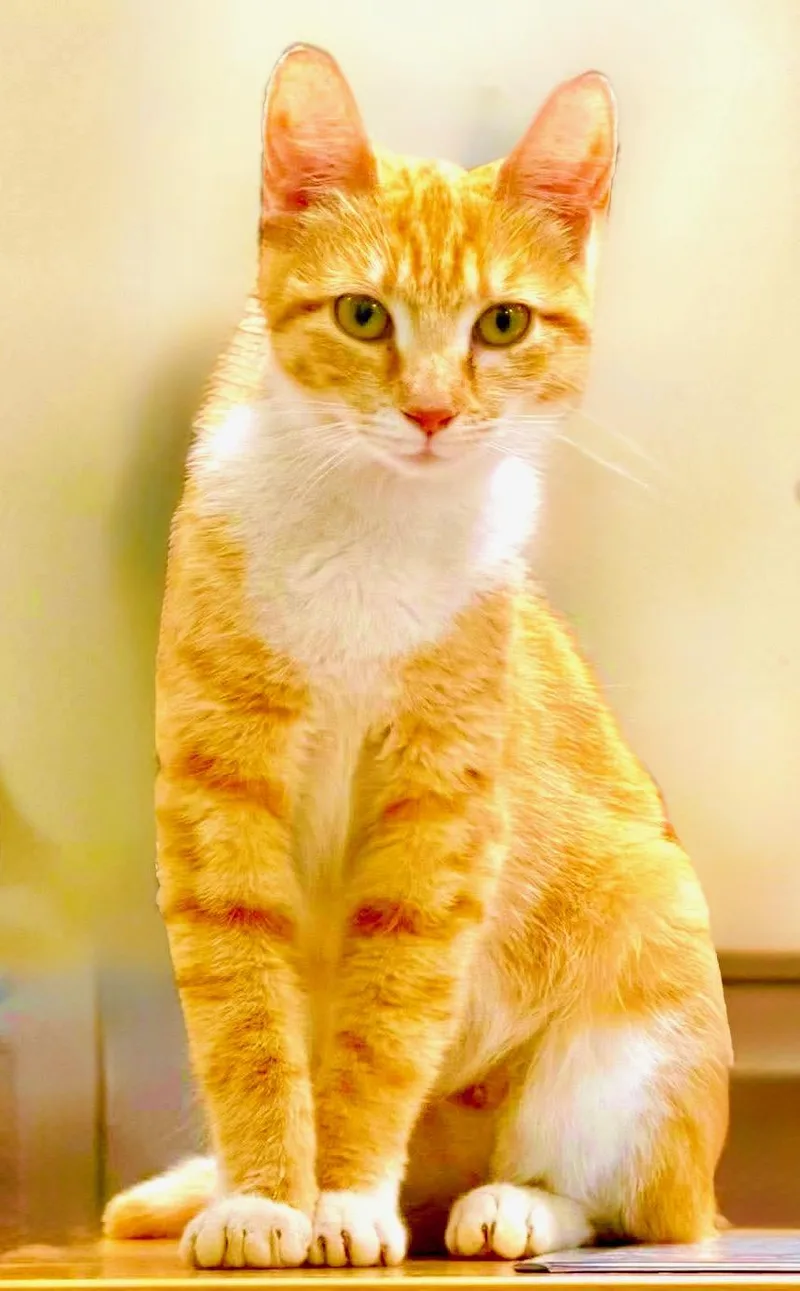 A baby medium-sized female Orange & White Domestic Short Hair cat named Peaches for adoption in Philadelphia, PA