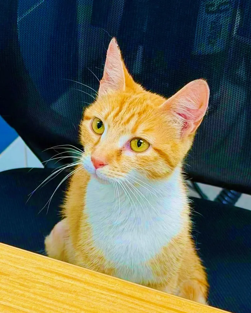 Peaches thumbnail 2