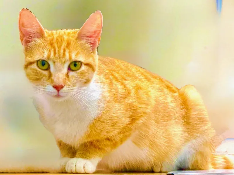 Peaches thumbnail 4