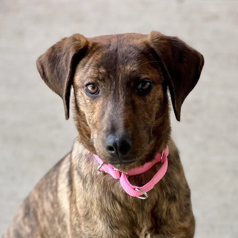 A baby medium-sized female Brindle Mountain Cur dog named Breezy for adoption in Monroe, OH