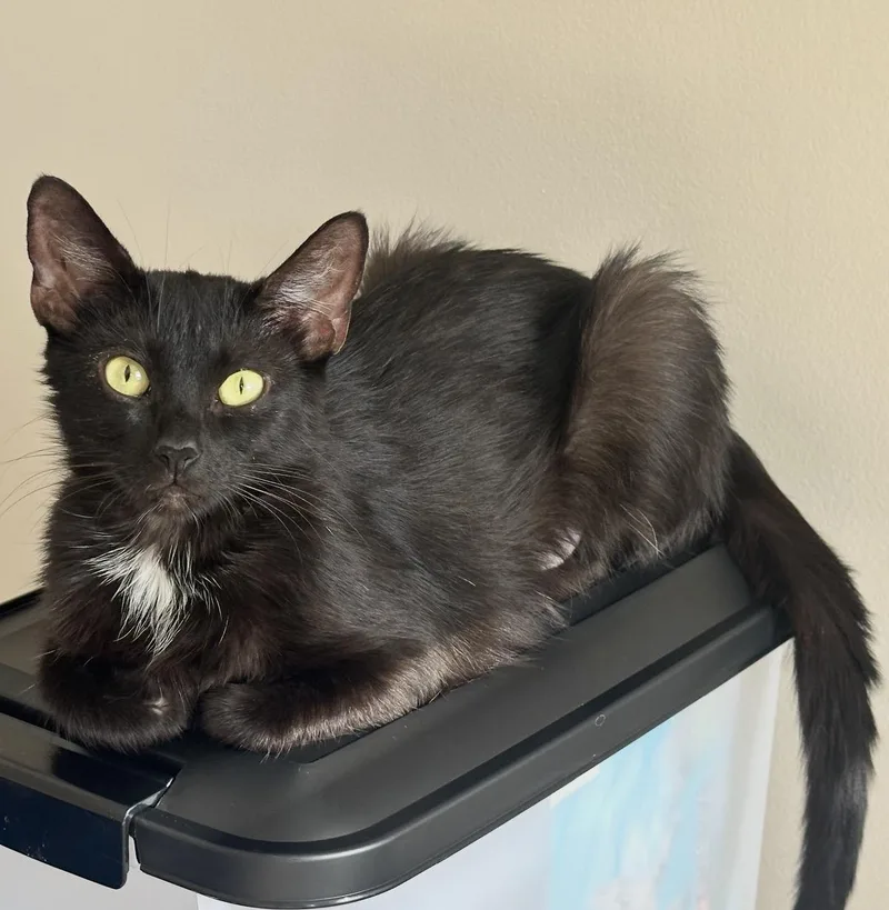 A young medium-sized female Black Domestic Short Hair cat named KiKi for adoption in Maineville, OH