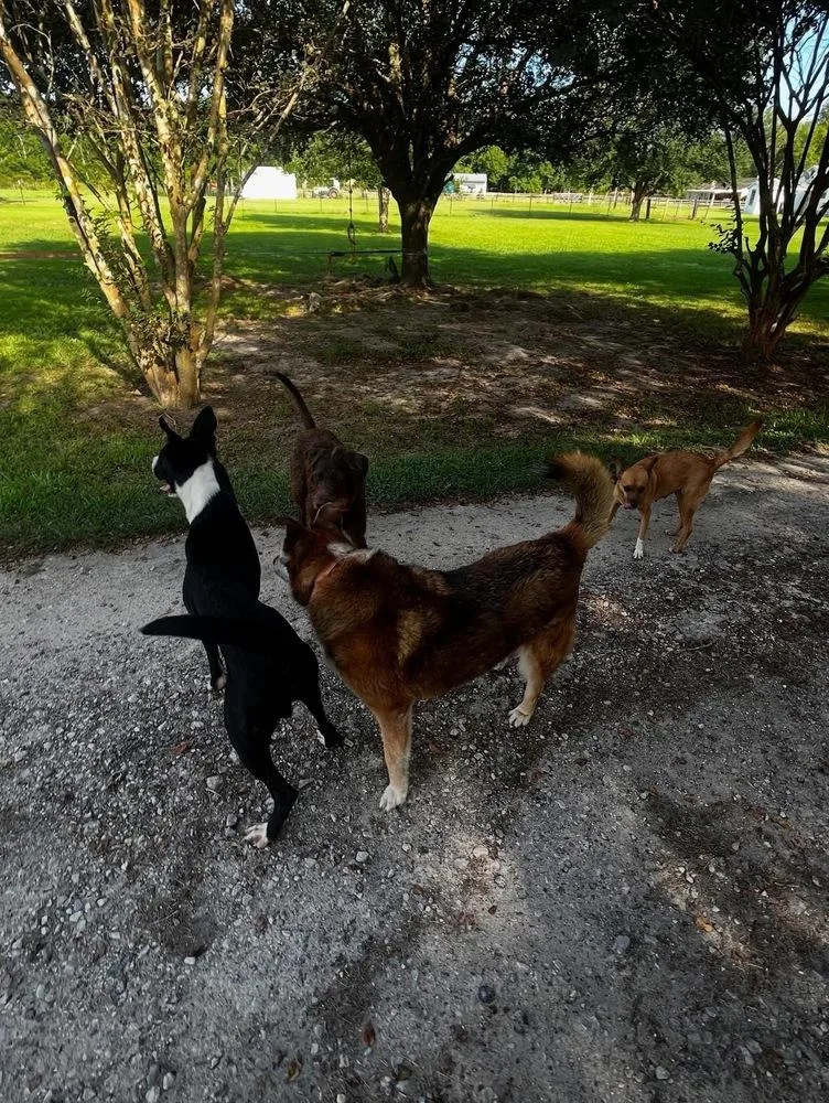 An adult medium-sized male Tricolor (Brown, Black, & White) Labrador Retriever dog named Woodrow A for adoption in Silsbee, TX