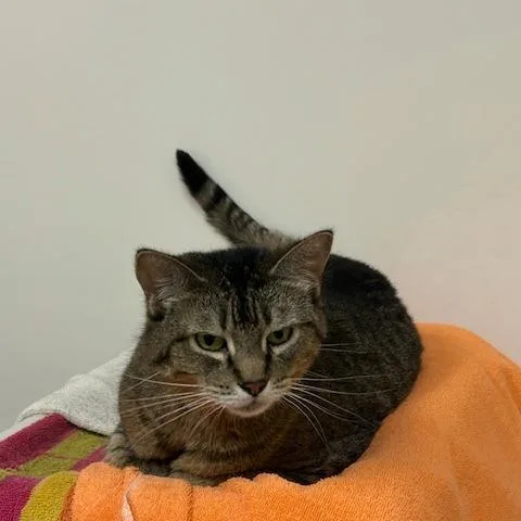A senior large-sized female Brown / Chocolate Domestic Short Hair cat named Parker  See My for adoption in Springfield, MA