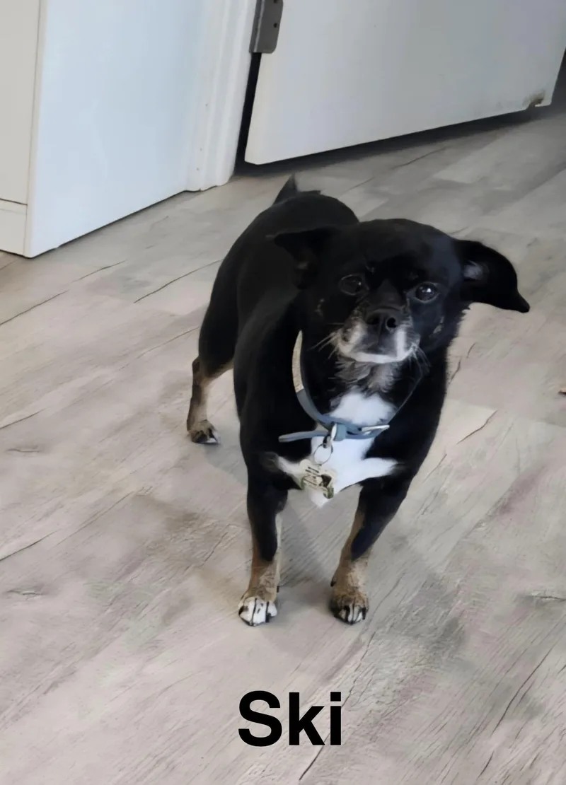 A senior small-sized female Chihuahua dog named Ski for adoption in Topeka, KS