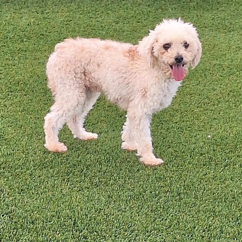 An adult small-sized female White / Cream Toy Poodle dog named Meeko for adoption in LOXAHATCHEE, FL