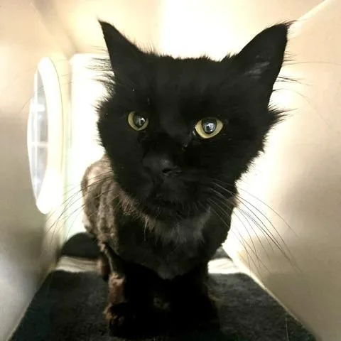 A senior large-sized male Black Domestic Medium Hair cat named Leonidas for adoption in Tacoma, WA