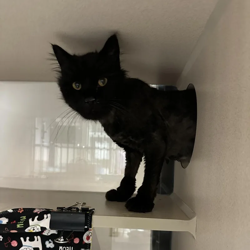 Leonidas thumbnail 2