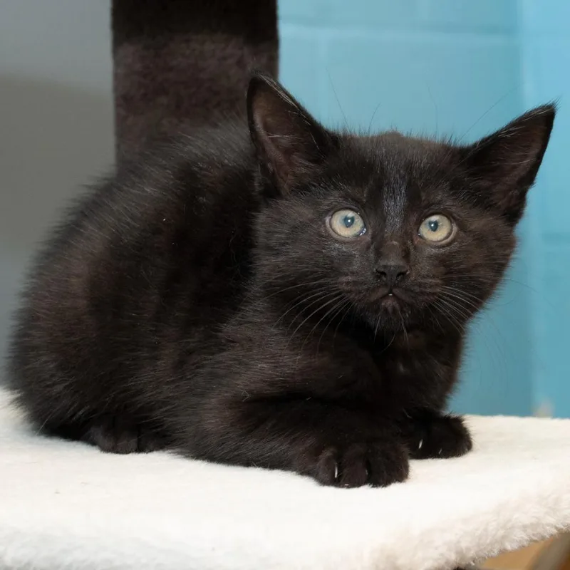 A baby medium-sized female Domestic Short Hair cat named Ouija for adoption in Troy, OH
