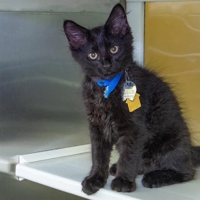 A baby small-sized male Domestic Medium Hair cat named Shadow for adoption in St. Louis, MO