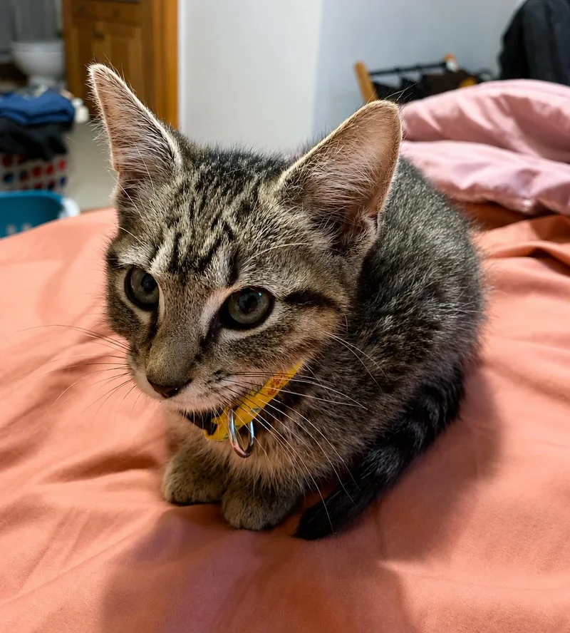A baby small-sized female Tabby cat named Delphina for adoption in Greensburg, PA