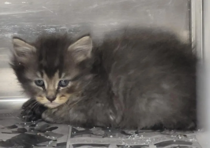 A baby small-sized female Domestic Medium Hair cat named Rylan for adoption in Hopkinsville, KY