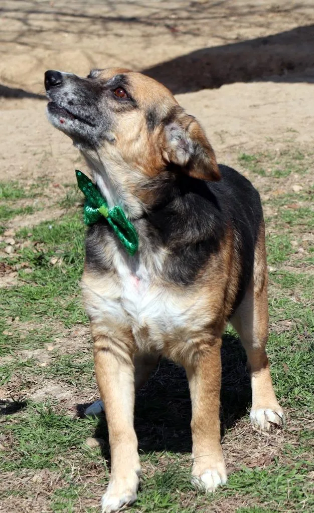 Snowflake thumbnail 2