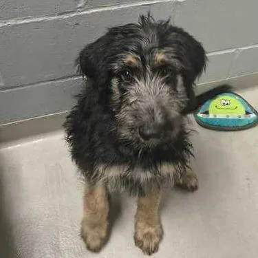 Starburst thumbnail 2