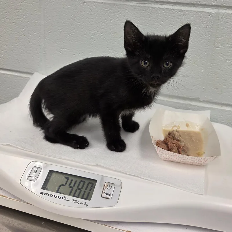 A baby small-sized male Black Domestic Short Hair cat named Salmon for adoption in Chattanooga, TN