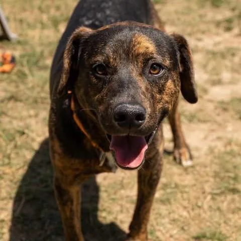 A young large-sized male Brown / Chocolate Mixed Breed dog named Boone for adoption in Fredericksburg, VA
