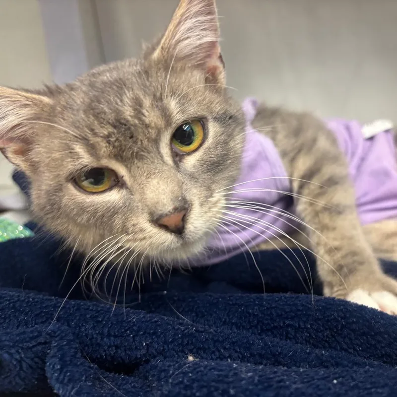 A young medium-sized female Gray / Blue / Silver Domestic Short Hair cat named Lily for adoption in Hamburg, NY