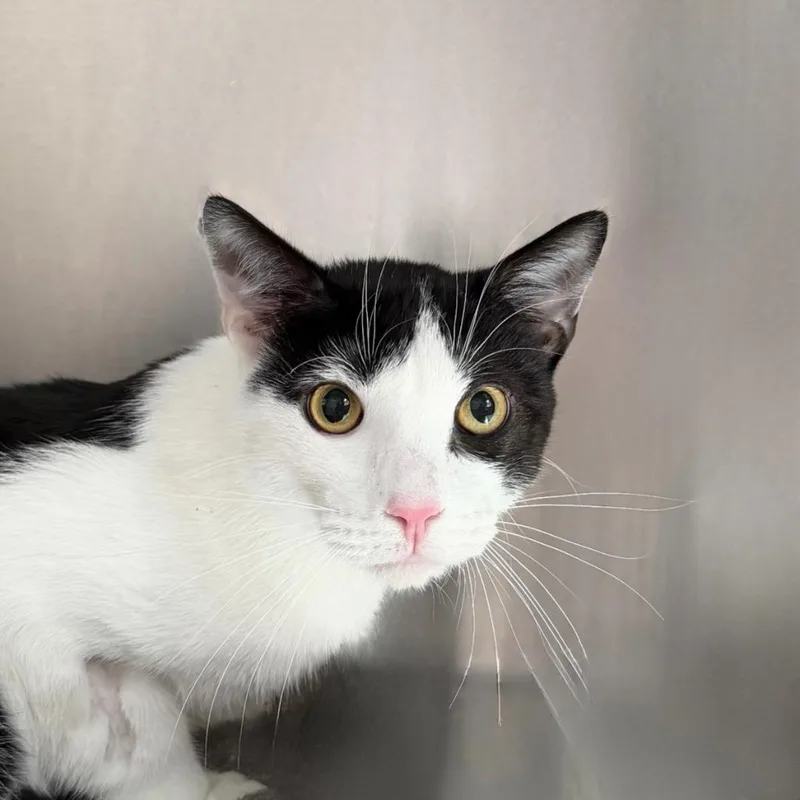 A young medium-sized male Domestic Short Hair cat named Zebra for adoption in State College, PA