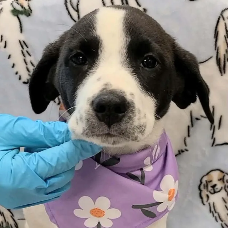A young medium-sized male Beagle dog named Elio for adoption in Woolwich, ME