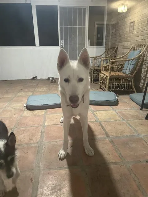 A young large-sized male German Shepherd Dog dog named Nemo for adoption in San Antonio, TX
