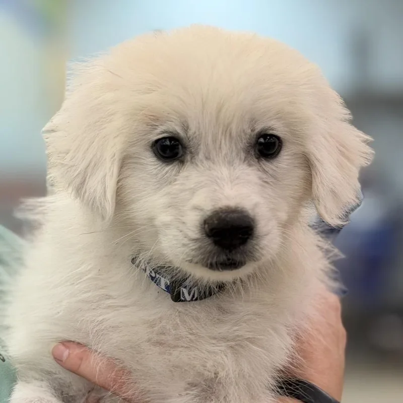 A baby small-sized female White / Cream Great Pyrenees dog named FWT Chorizo for adoption in Midland, TX