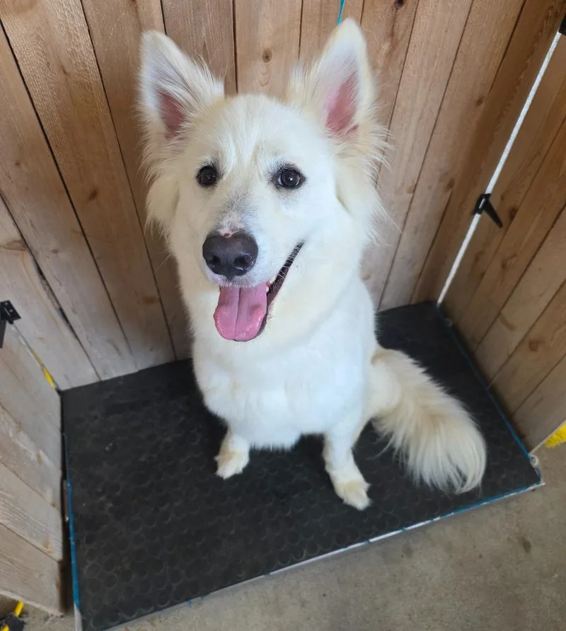 A young large-sized female White / Cream Great Pyrenees dog named Nezyko for adoption in Missouri City, TX