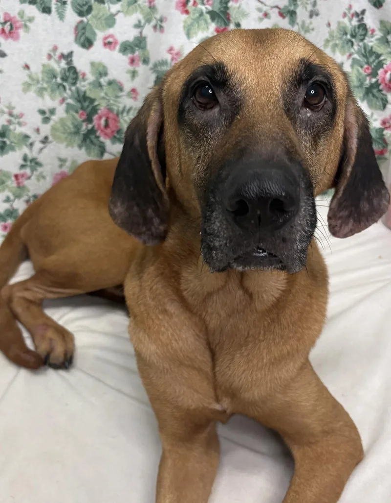 An adult large-sized male Hound dog named Sawyer for adoption in Wetumpka, AL