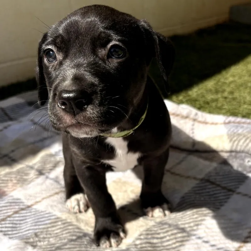 A baby medium-sized female Black Mixed Breed dog named Jersey for adoption in LOXAHATCHEE, FL