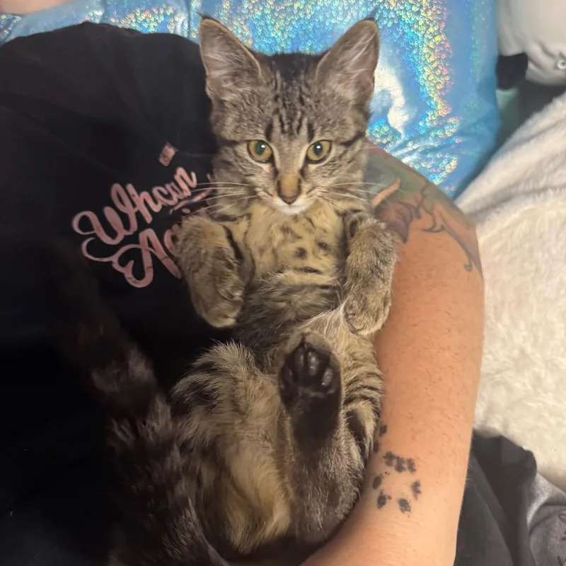 A baby small-sized female Black Domestic Short Hair cat named CookienCream for adoption in Overland Park, KS