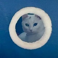 A young medium-sized female White Domestic Short Hair cat named Blanca C for adoption in Minnetonka, MN