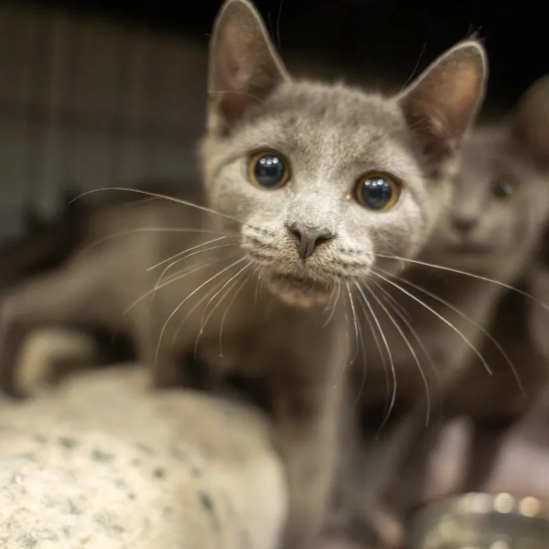 A baby small-sized male Gray / Blue / Silver Domestic Short Hair cat named Bingo for adoption in Pawling, NY