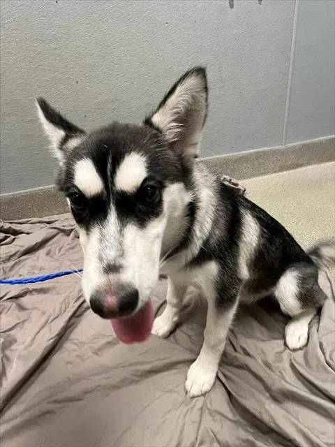 A baby small-sized female Siberian Husky dog named Piper for adoption in Las Vegas, NV