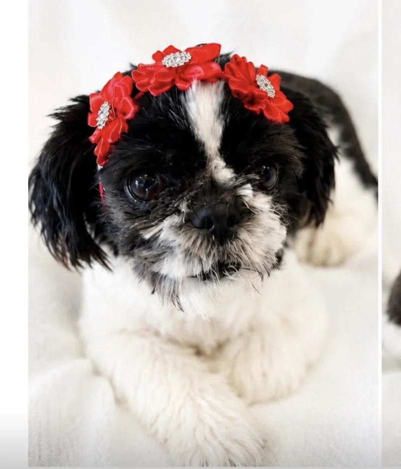 An adult small-sized female Shih Tzu dog named Zoey for adoption in Margate, FL