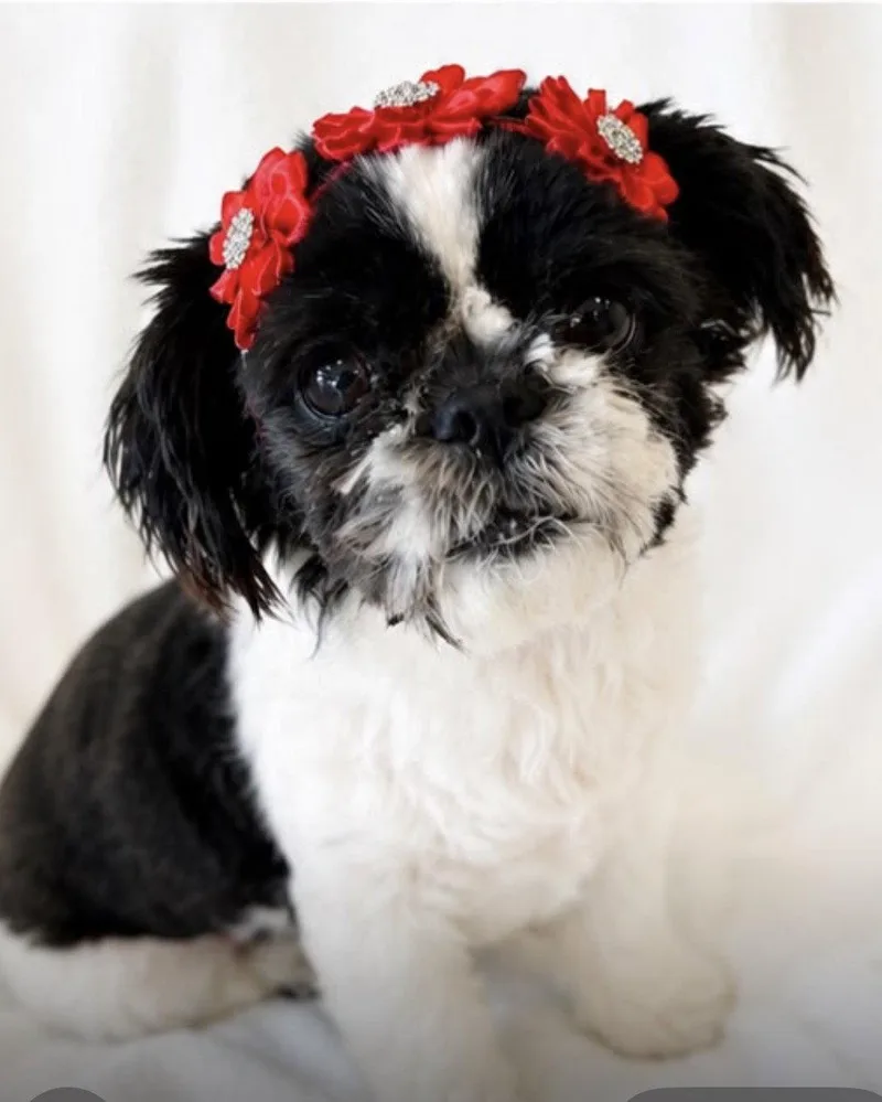Zoey thumbnail 2