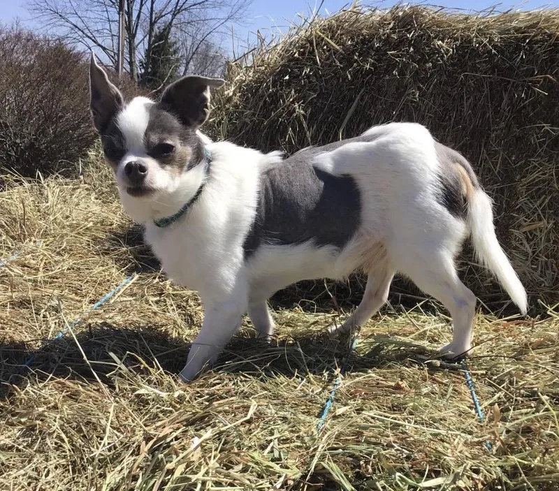 A senior small-sized male White / Cream Chihuahua dog named Alvin for adoption in Tyler Hill, PA