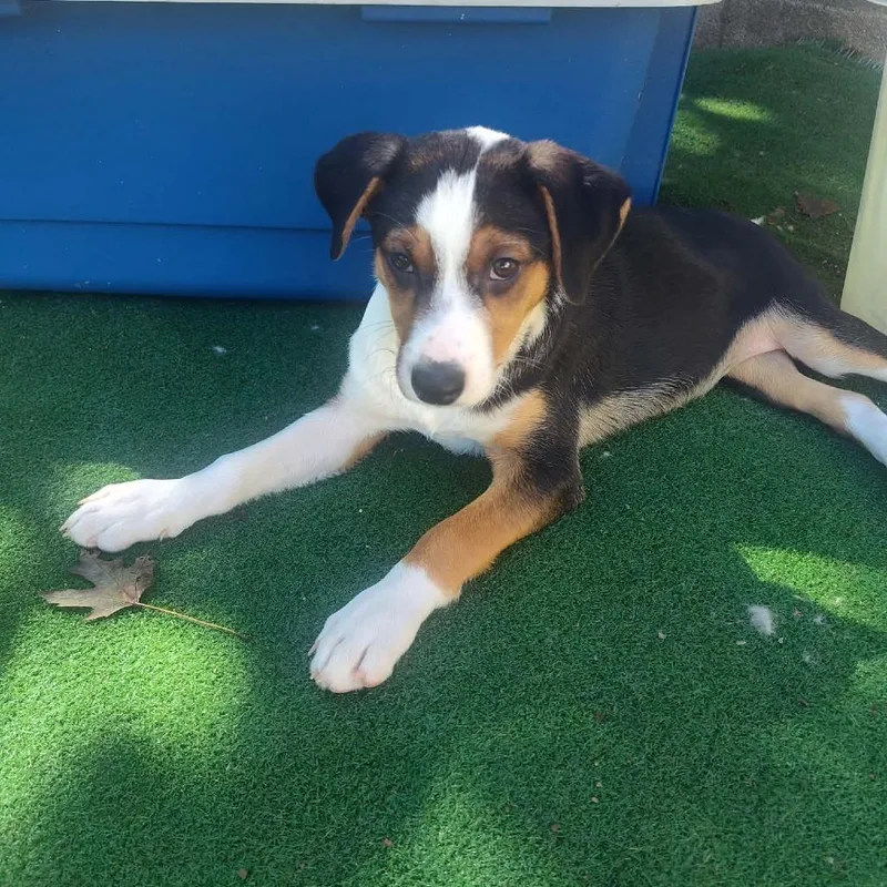 A baby medium-sized female Hound dog named Raven for adoption in Joliet, IL
