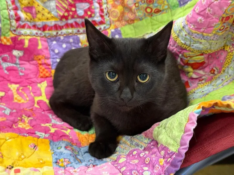 A baby small-sized female Siamese cat named Stormy for adoption in Battle Ground, WA