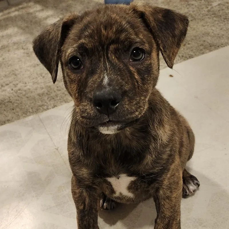 Cerulean thumbnail 2